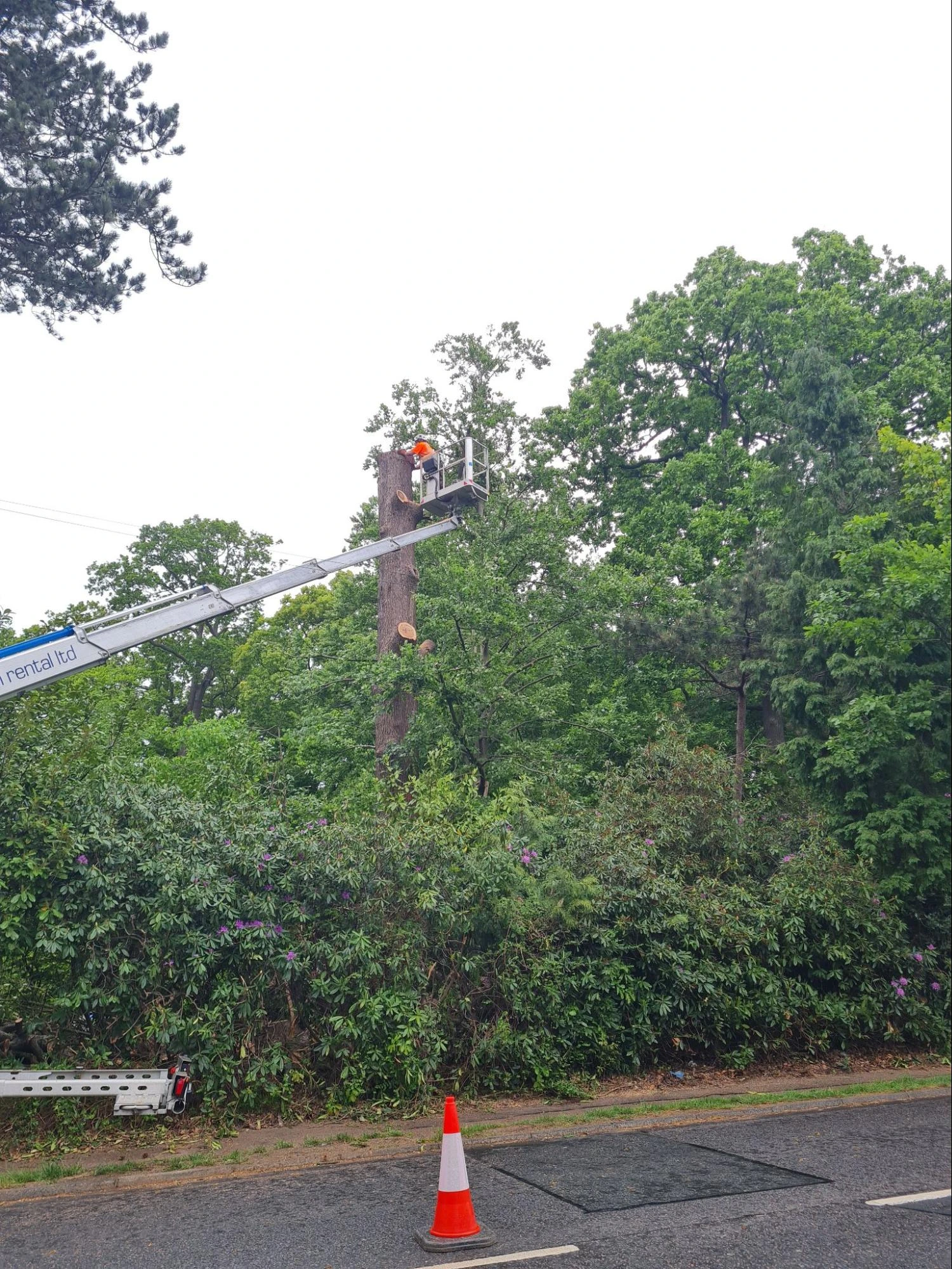 Tree Pruning East Ham